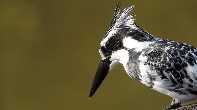 Kingfisher, Pied 2