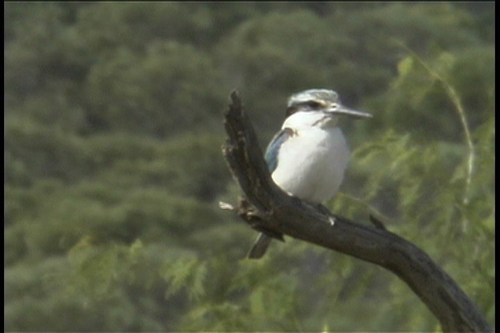 Kingfisher, Red-backed 1