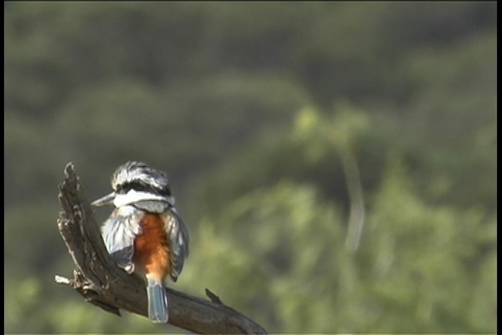 Kingfisher, Red-backed 2