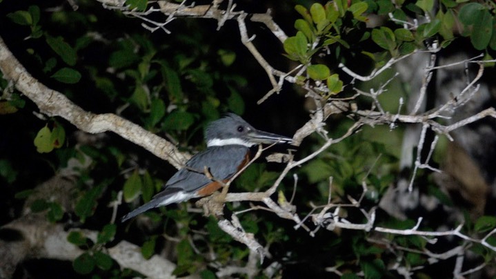 Kingfisher, Ringed (Belize 2021) a