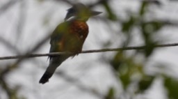 Kingfisher, Ringed (Cerro Montezuma, Colombia)