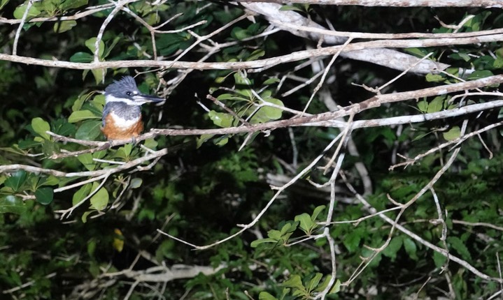 Kingfisher, Ringed Megaceryle torquata