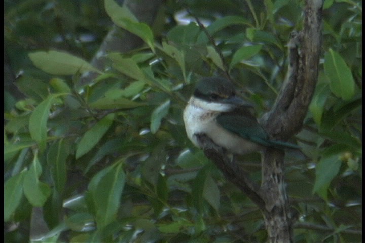 Kingfisher, Sacred 1