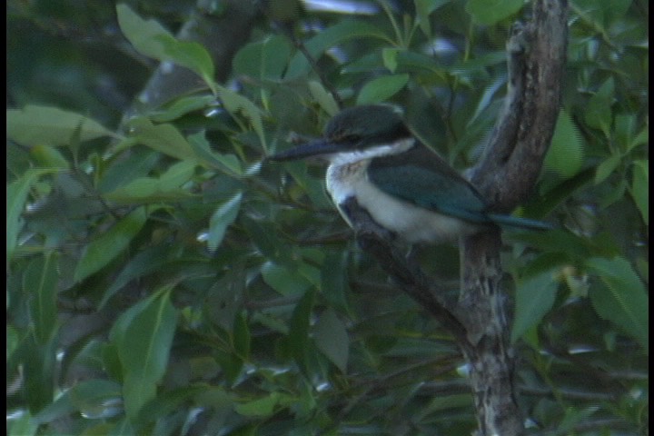 Kingfisher, Sacred 2