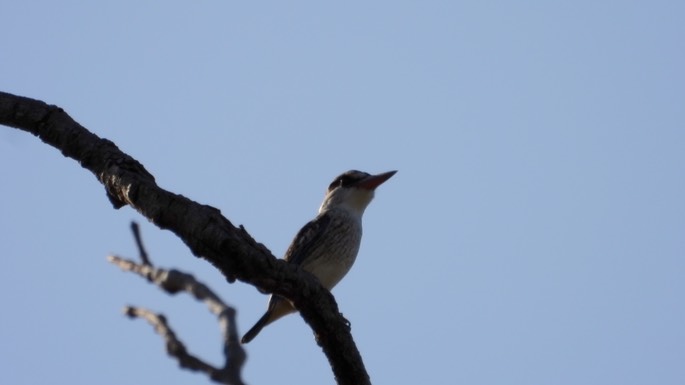 Kingfisher, Striped - Senegal 2