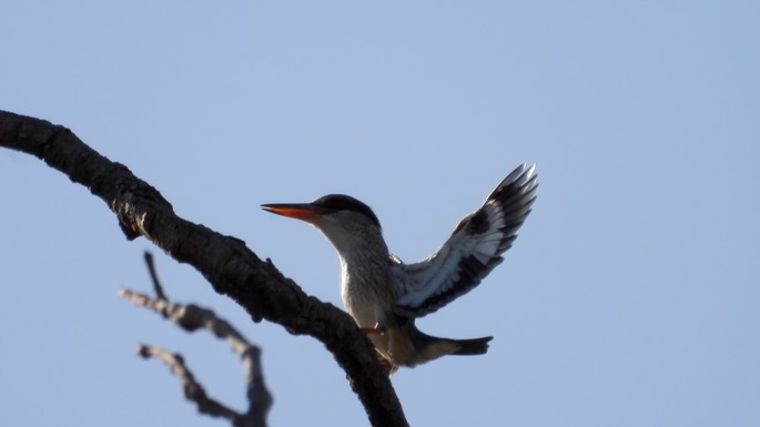 Kingfisher, Striped - Senegal 3