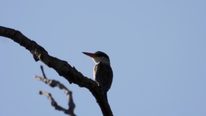 Kingfisher, Striped - Senegal 1