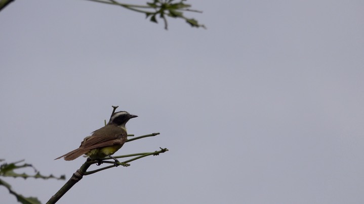 Kiskadee, Great (Belize - 2021) b