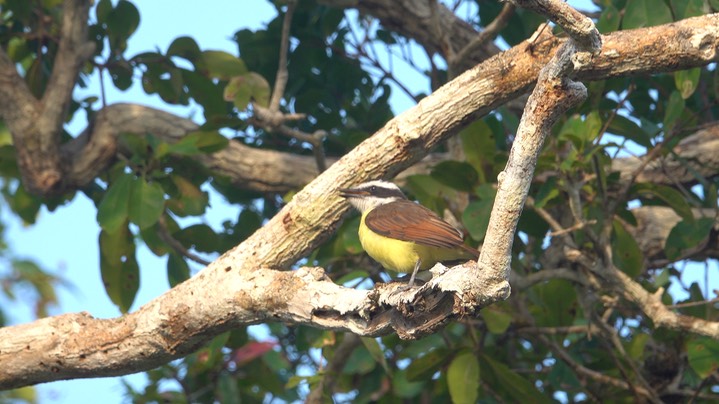 Kiskadee, Great (Belize - 2021) c