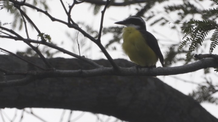 Kiskadee, Great (Belize - 2021) a