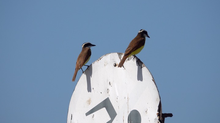 Kiskadee, Great (Colombia) 1