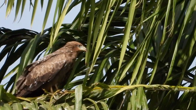 Kite, Yellow-billed 1