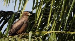 Kite, Yellow-billed 3