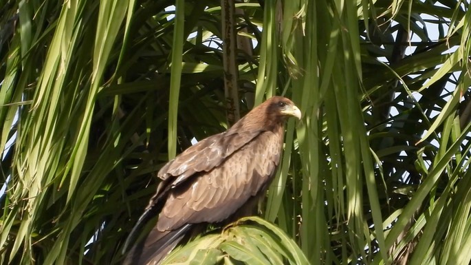 Kite, Yellow-billed 5