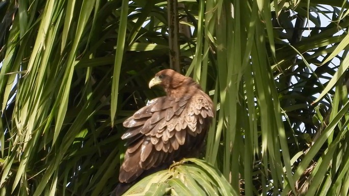 Kite, Yellow-billed 6