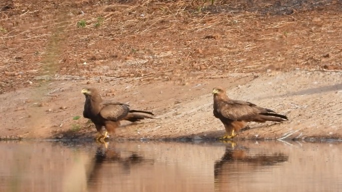 Kite, Yellow-billed 7