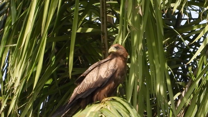 Kite, Yellow-billed 8