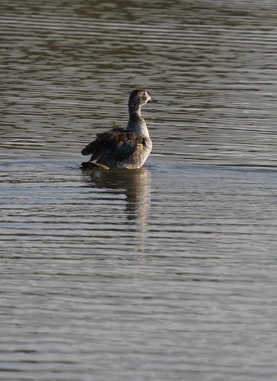 Knob-billed Duck, Sarkidiornis melanotos1