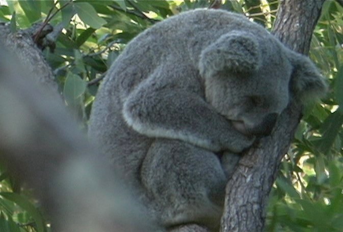 Koala 1