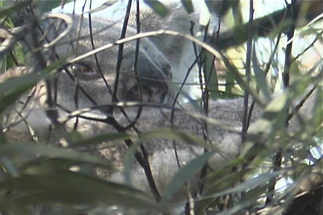 Koala 3