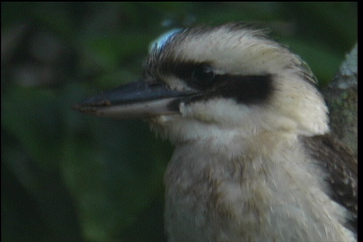 Kookaburra, Laughing 1