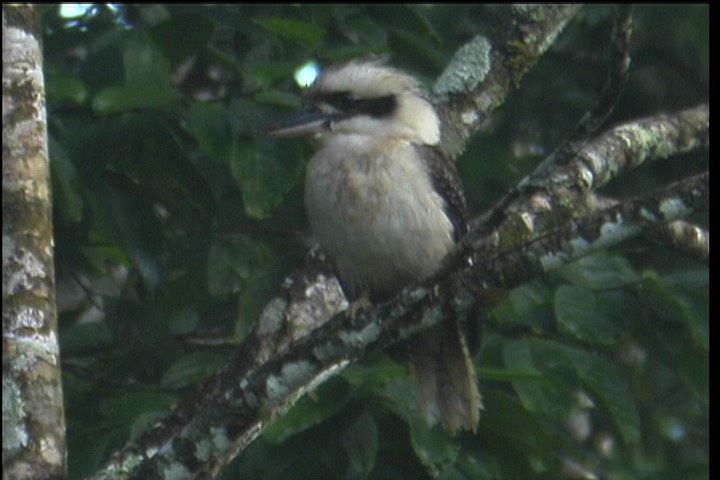 Kookaburra, Laughing 2