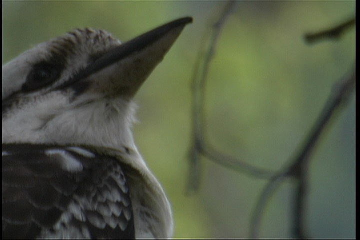 Kookaburra, Laughing 2