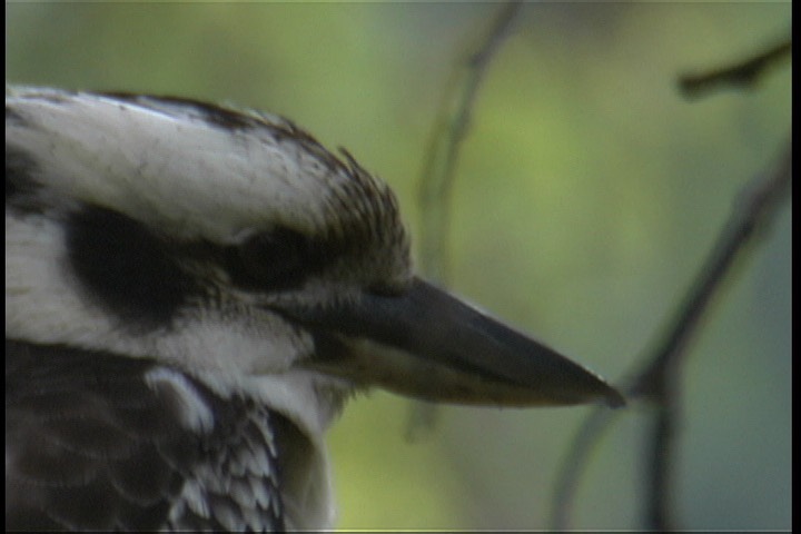 Kookaburra, Laughing 3