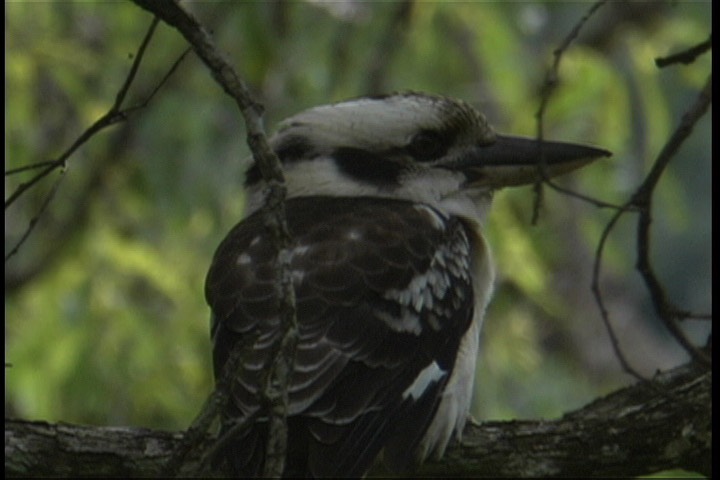 Kookaburra, Laughing 4