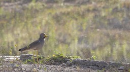 Lapwing, African Wattled - Senegal 1