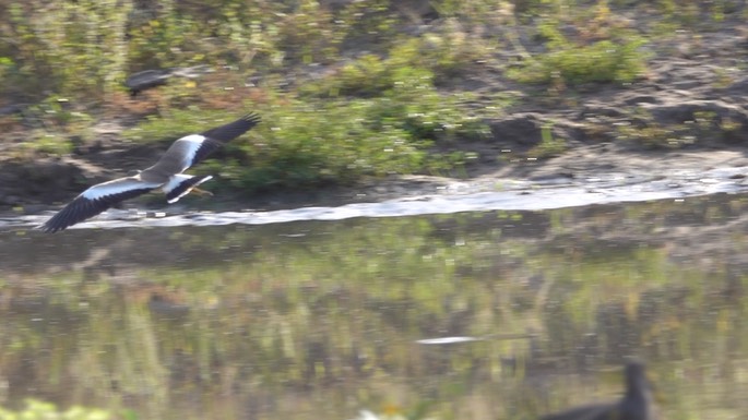 Lapwing, African Wattled - Senegal 2