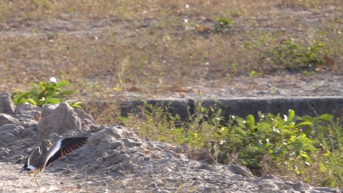 Lapwing, African Wattled - Senegal 5