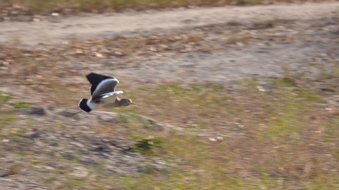 Lapwing, African Wattled - Senegal 3