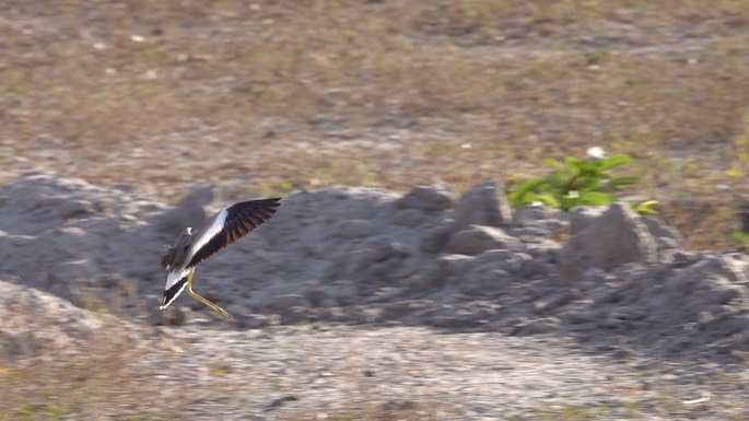 Lapwing, African Wattled - Senegal 4