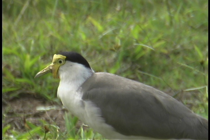 Lapwing, Masked 1