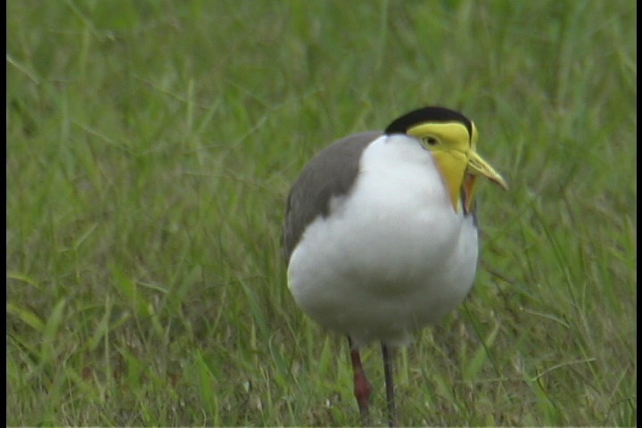 Lapwing, Masked 2