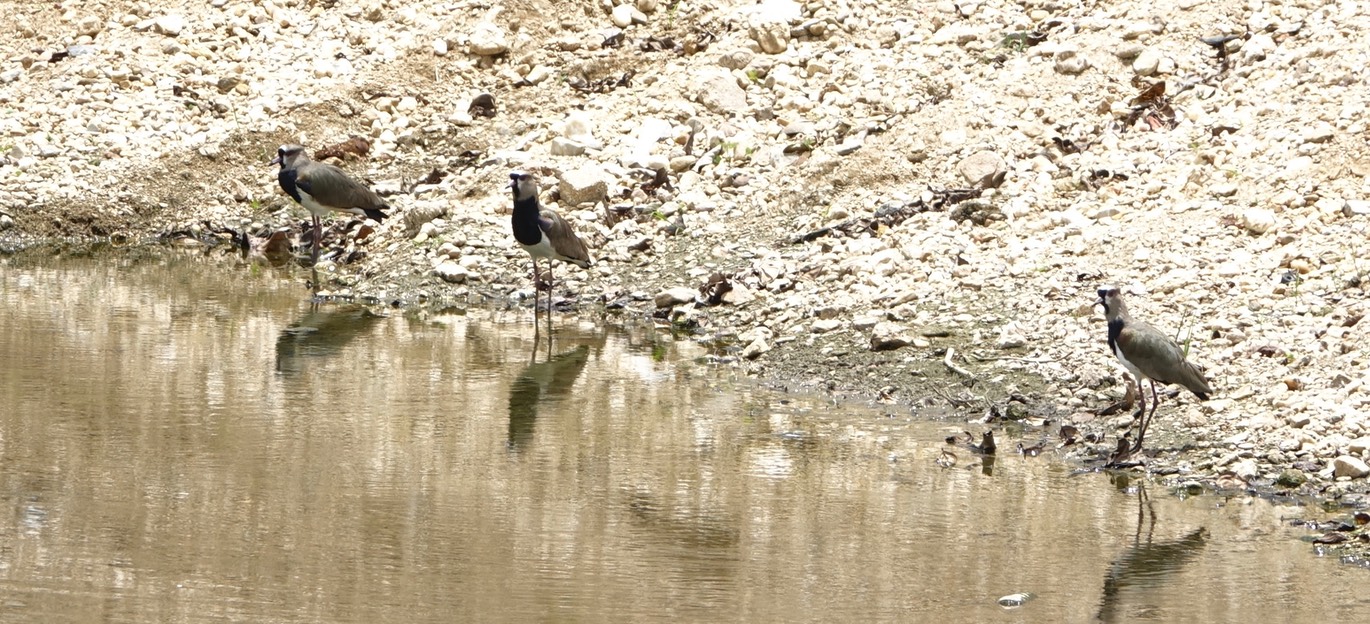 Lapwing, Southern 18-2