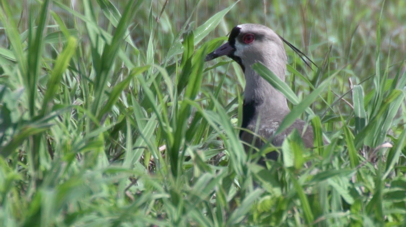 Lapwing, Southern 2