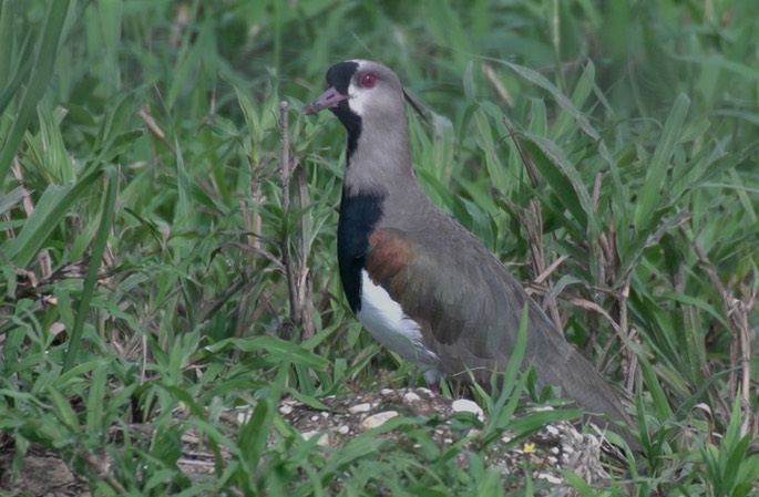 Lapwing, Southern