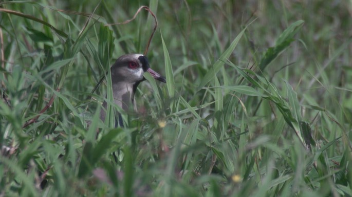 Lapwing, Southern 3