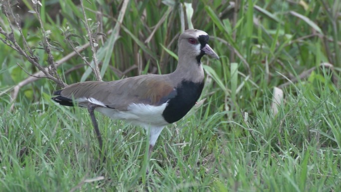 Lapwing, Southern 4