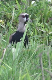 Lapwing, Southern 5