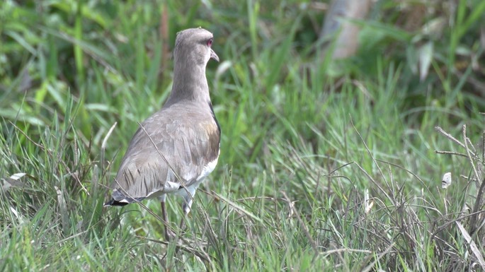 Lapwing, Southern 6