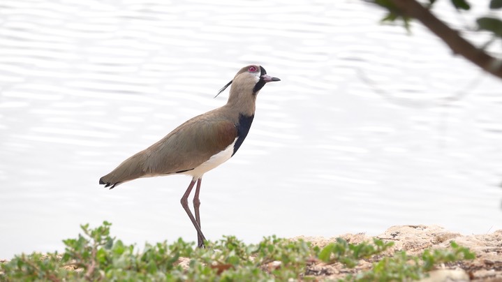 Lapwing, Southern (Colombia) 1