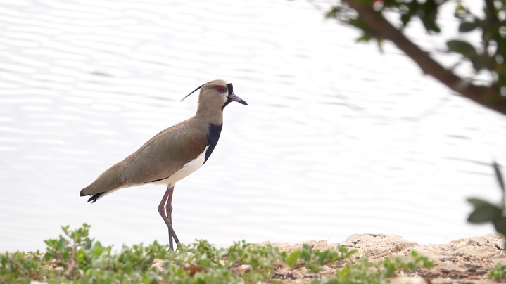 Lapwing, Southern (Colombia) 2