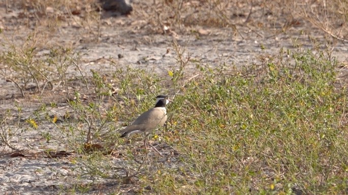 Lapwing, Spur-winged - Senegal 