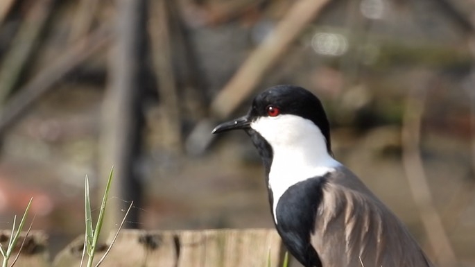 Lapwing, Spur-winged 1