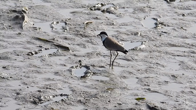 Lapwing, Spur-winged 2