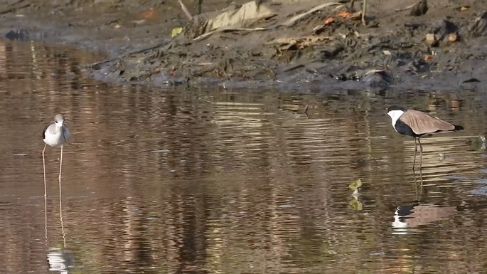 Lapwing, Spur-winged 3