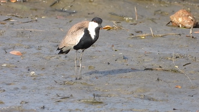 Lapwing, Spur-winged 4